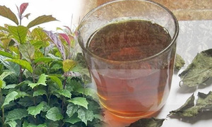 Uống nước xạ đen hàng ngày có tốt?