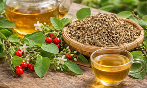 Ai không nên uống cà gai leo?