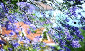 Ngắm Đà Lạt tím biếc trong nắng tháng Ba