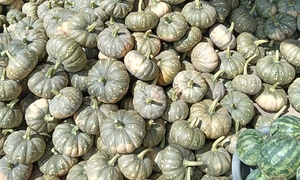 Hàng trăm tấn bí đỏ quá lứa chờ thu hoạch, Hội Nông dân Cà Mau kêu gọi giải cứu