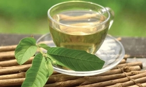 Đừng coi thường nắm lá ổi quanh nhà: 'Thần dược' hạ đường huyết, bảo vệ gan