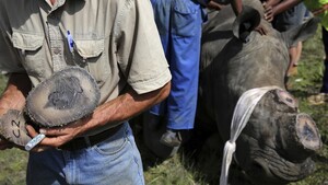 Chu Đăng Khoa bị bắt ở Nam Phi vì buôn lậu sừng tê giác: Bộ Ngoại giao lên tiếng 