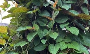 Loại lá mọc dại khắp nơi, được xem là ‘bảo bối’ cho hệ tiêu hóa