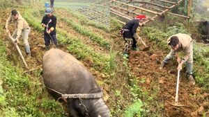 Clip khách Tây 'xuyên không đi cày theo trâu' ở Lào Cai khiến dân mạng cười bò