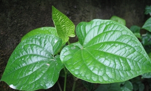 8 bài thuốc dân gian từ lá lốt