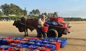 Nhọc nhằn gánh cá, kéo xe bò mưu sinh lúc bình minh, chạng vạng ở biển Đắk Lắk
