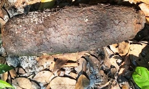 Phát hiện 2 quả đạn pháo trên cánh đồng ở TP Huế