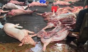 4 cán bộ thú y tiếp tay đưa 300 tấn heo bệnh vào trường học, chợ dân sinh Hà Nội thế nào?