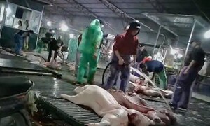 Cán bộ thú y 'bảo kê' 300 tấn heo bệnh khai nhận cảm ơn vì lương không đủ sống