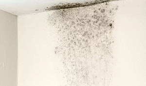 Tường bị mốc đen: Nguyên nhân và cách xử lý hiệu quả