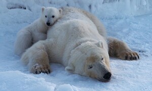 Vì sao gấu Bắc Cực vẫn phát triển khỏe mạnh bất chấp băng tan?