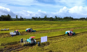 Doanh nghiệp, hiệp hội chung tay giữ nhịp sản xuất nông nghiệp