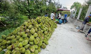 Sầu riêng giảm giá sâu, thương lái thu mua ồ ạt, nhà vườn neo cây chờ giá