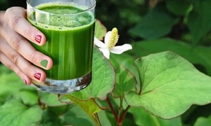 Uống nước rau diếp cá mỗi ngày có tốt?