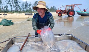 Ngư dân Nghệ An trúng 'lộc biển', mỗi ngày thu tiền triệu