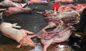 Phát hiện lợn bệnh bị tuồn vào bếp ăn trường học, Bộ Y tế vào cuộc