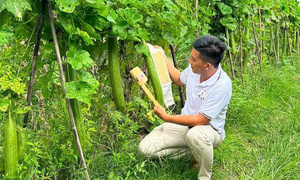 'Hô biến' xơ mướp thành 60 sản phẩm xanh chinh phục thị trường