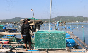 Nuôi thuỷ sản tự phát, ‘thủ phủ tôm hùm’ Đắk Lắk nhận rủi ro gấp đôi sau bão