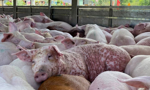 Thịt lợn nhiễm dịch tả châu Phi có an toàn khi nấu chín?