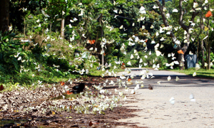 Mãn nhãn hàng triệu cánh bướm bay rợp lối rừng Cúc Phương