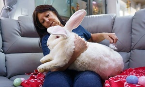 Chú thỏ khổng lồ nặng gần 10kg sống như ông hoàng trong phòng ngủ riêng