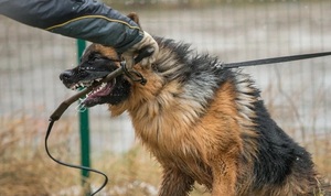 Chó béc-giê cắn chết chủ ở Hà Tĩnh: Cần thức tỉnh nỗi sợ bị bỏ quên