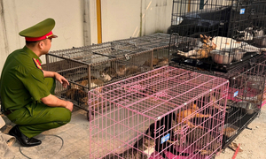 Thủ đoạn của ổ nhóm trộm hơn 300 con mèo tại Hà Nội