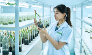 Cây giống ViGen - Kiến tạo tương lai xanh bằng nền tảng nông nghiệp bền vững