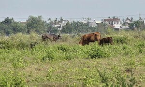 Công trình hơn 185 tỷ làm gần 1 thập kỷ không xong, thành nơi chăn thả bò