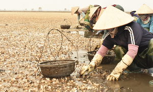 Ngao chết tới 90% sát ngày thu hoạch, ngư dân Hưng Yên mất trắng tiền tỷ