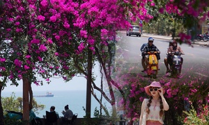 Hoa giấy nhuộm hồng đường ven biển đẹp nhất TP.HCM