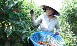 Giá ớt rớt thê thảm, nông dân Quảng Ngãi điêu đứng