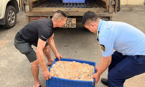 Hơn nửa tấn lòng lợn bốc mùi hôi thối suýt bị tuồn vào thị trường