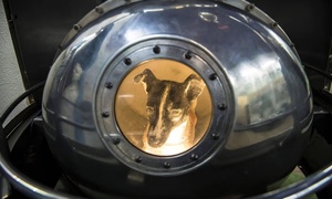 Chuyện cảm động về chó Laika được gửi vào vũ trụ và không bao giờ trở về