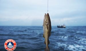 Bí quyết bổ sung Omega-3 đúng để tăng cường sức khoẻ