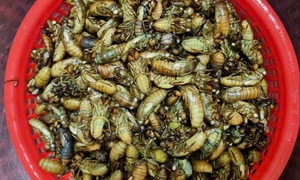 Dân vùng cao TP Huế đêm khuya vào rừng săn 'lộc trời' thu bạc triệu mỗi ngày