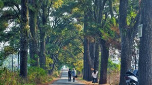 Hàng thông trăm tuổi đẹp như 'bước ra từ phim Hàn Quốc' tại Gia Lai 