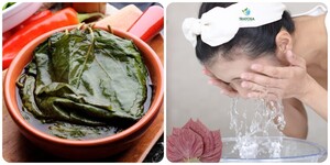 Rửa mặt bằng lá tía tô có tác dụng gì?