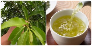 Những ai không nên uống nước lá vối tươi?