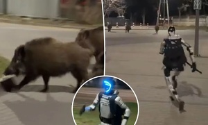 Clip robot hình người truy đuổi đàn lợn rừng gây bão mạng xã hội