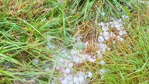 Mưa đá tàn phá dâu tây, cà phê ở vùng cao Quảng Ngãi