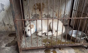 Dân mạng cảnh báo kẻ xấu dùng AI ghép ảnh chó mèo lạc để đòi tiền chuộc