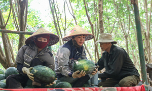 Giá dưới 3.000 đồng/kg, nông dân vựa dưa hấu lớn nhất Quảng Trị lỗ triền miên