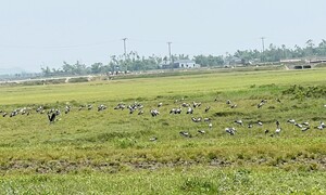 Hàng nghìn con cò nhạn quý hiếm sà xuống cánh đồng ở Hà Tĩnh