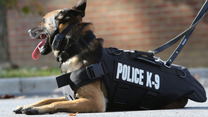 Chó nghiệp vụ Mỹ hạ gục nghi phạm gây bão mạng