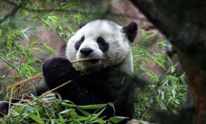 Trung Quốc gửi gấu trúc đến Mỹ trước chuyến thăm dự kiến ​​của ông Trump