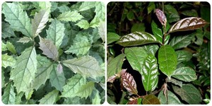 Uống nước lá xạ đen hàng ngày có tốt?