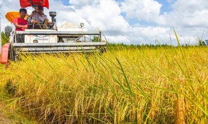 Chuyển đổi số và liên kết chuỗi: 'Chìa khóa kép' để nâng tầm hạt gạo Cà Mau