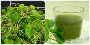 Những người không nên uống nước rau má