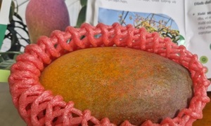 Giống xoài đắt nhất thế giới giá vài triệu đồng/quả được trồng tại TP.HCM